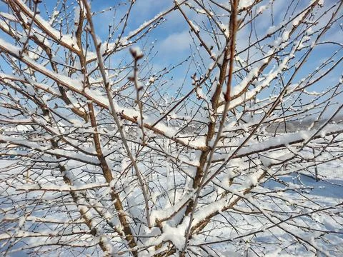 Tree with snow in the winter Фото