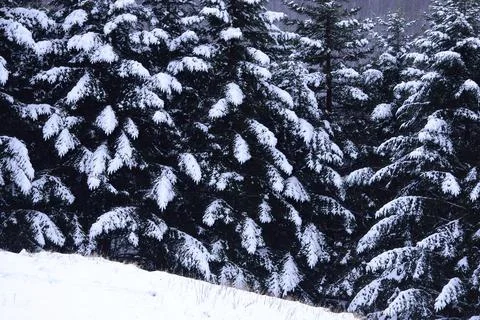 Tree with snow in winter time Stock Photos