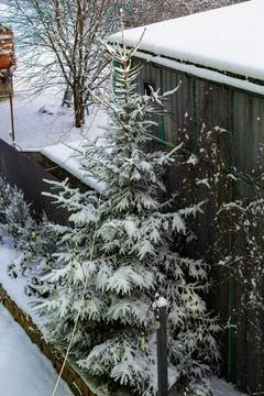 Tree in the snow in the yard Stock Photos
