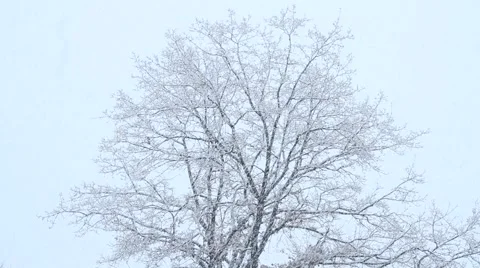 Tree in the snowfall Video stock 48986775