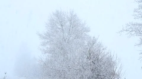 Tree in the snowfall Stock Footage 61179518