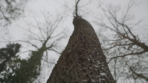 Tree in snowing Stock Footage 101639819