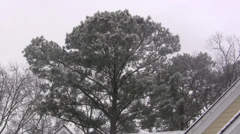 Tree on a Snowy Day Stock Footage 47325185