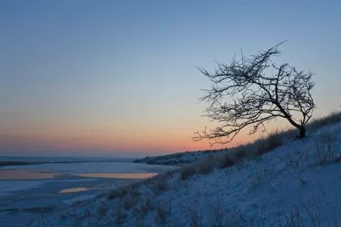 Tree on a snowy field Stock Photos