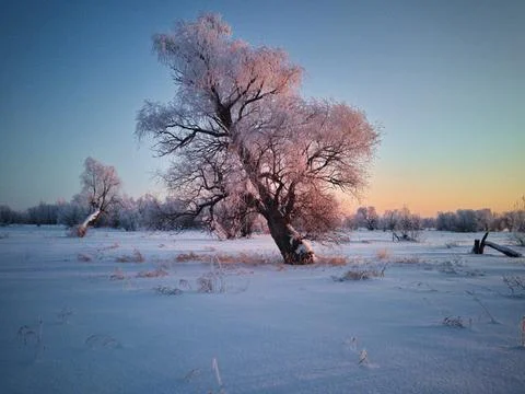 Tree in a snowy field Stock Photos