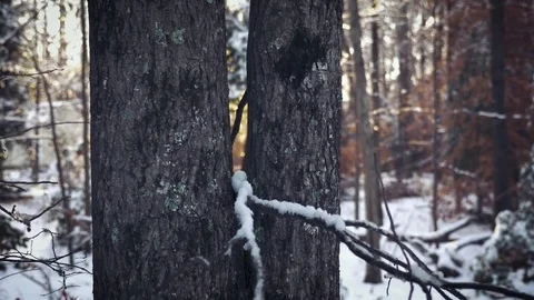 A tree in a snowy forest Stock Footage 83324674