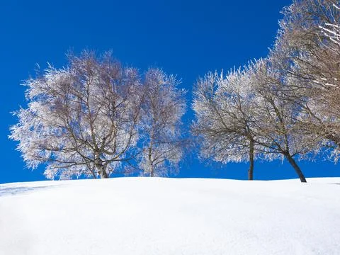 Tree in a snowy landscape Stock Photos