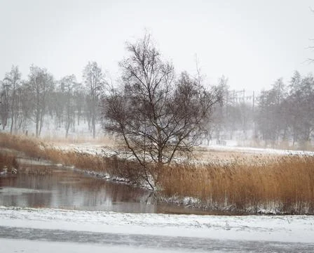 Tree in snowy  landscape Stock Photos