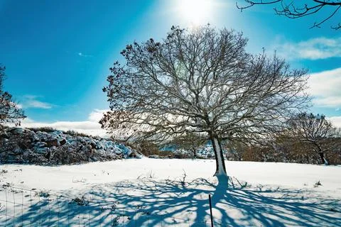 A tree in snowy landscape Stock Photos