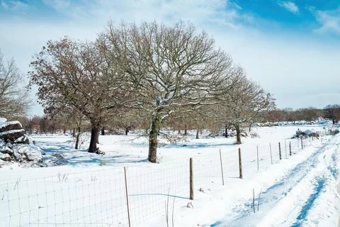 A tree in snowy landscape Stock Photos