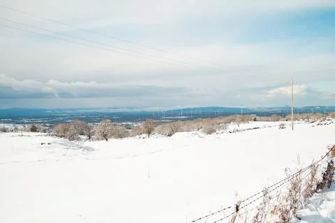 A tree in snowy landscape Stock Photos
