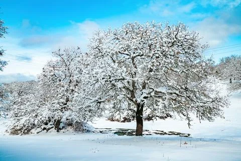 A tree in snowy landscape Stock Photos