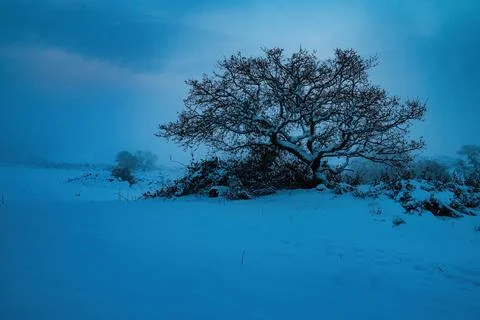 A tree in snowy landscape Stock Photos