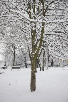 Tree in the snowy park Stock Photos