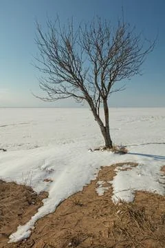 Tree at snowy seashore. Stock Photos