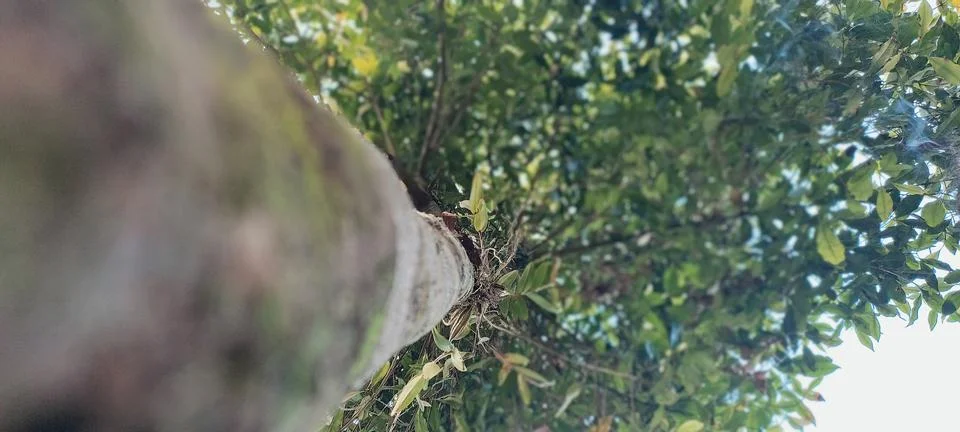 A tree that soars into the sky Stock-Fotos