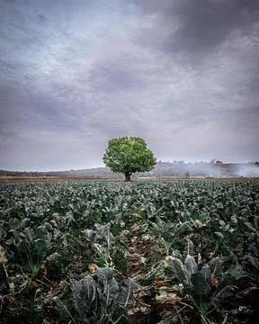 Tree in solitude Stock Photos