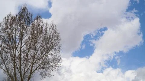 Tree with some clouds and clear blue sky Stock Photos