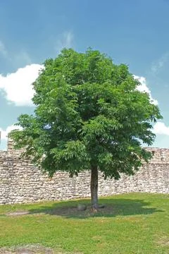 Tree somewhere in belgrade Stock Photos