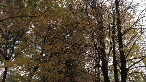 Tree somewhere in Italy in november 動画素材 83427264