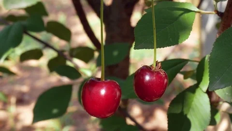 Tree with Sour Cherries Stock Footage 82672436