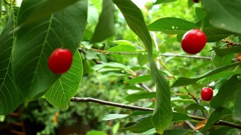 Tree with Sour Cherries Pan Video stock 84088662