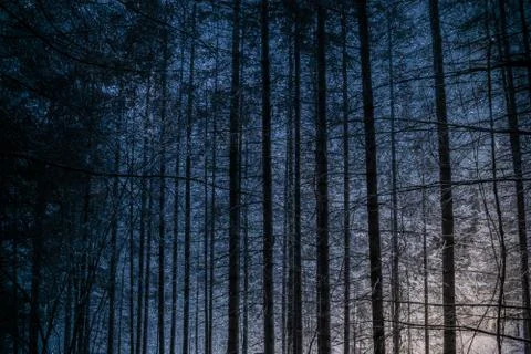 Tree in space Stock Photos