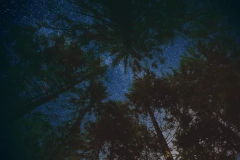 A tree in space Stock Photos