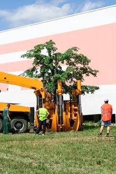 Tree spade planting tree Stock Photos
