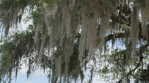 Tree spanish moss moving in the wind Stock Footage 109085461
