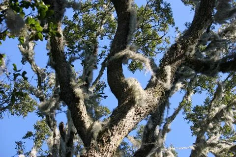 Tree with Spanish Moss Stock Photos