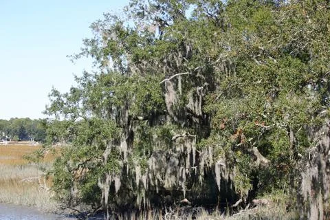 Tree with Spanish Moss Stock Photos