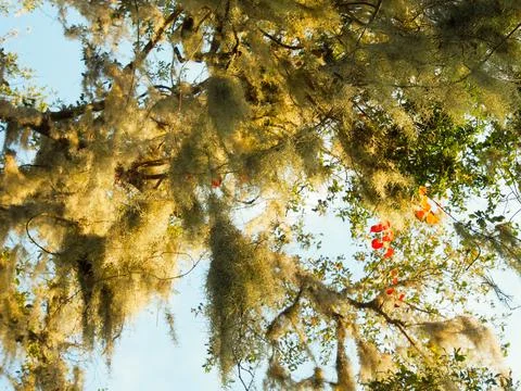 Tree with Spanish moss Stock Photos