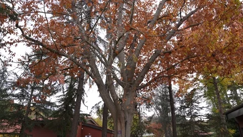 Tree Spanish Moss Updown Scan Nature Stock Footage 310210469