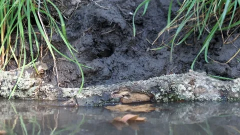 The tree sparrow bird drinking water from a natural pond Stock Footage 220184334