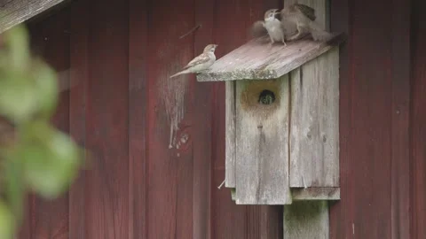 Tree Sparrow Bird Family Interact on Birdhouse, Bird parent chasing babies away Stock Footage 345197389