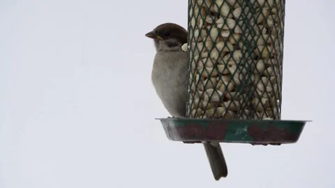 Tree sparrow on bird feeder Stock Footage 244566448