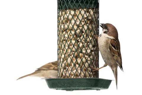 Tree sparrow on a bird feeder Stock Photos