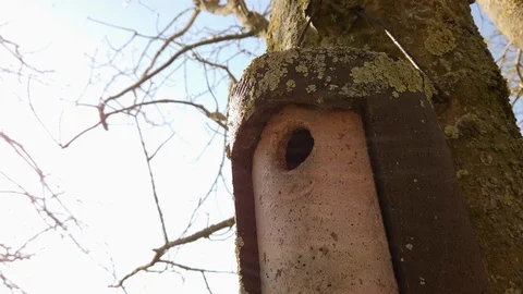 Tree sparrow in bird house looking out. Video stock 128854596