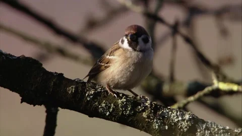 Tree Sparrow on a Branch in Autumn Light Stock Footage 314053578