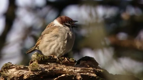 Tree sparrow on a branch  Stock Footage 299790029