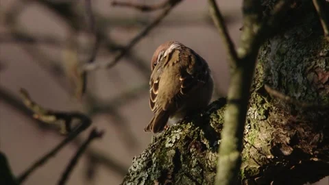 Tree Sparrow Cleaning Its Feathers in Warm Evening Light Stock Footage 314053631