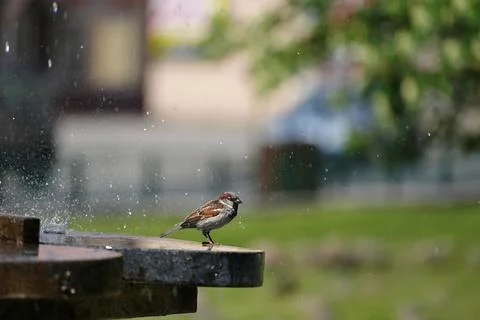 A tree sparrow cools off under the spray of a fountain in the summer heat Stock Photos