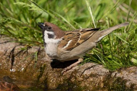 Tree Sparrow drinking Stock Photos