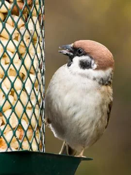 Tree Sparrow on a feeder Stock Photos