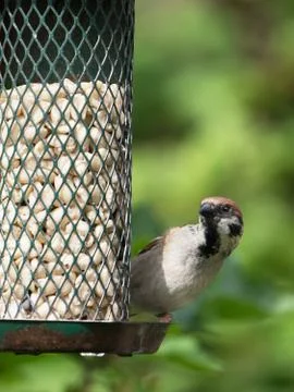 Tree sparrow on feeder Foto stock