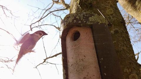 Tree sparrow flying to and from bird house. Video stock 128861053