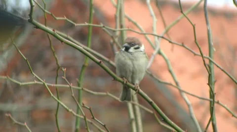 Tree Sparrow Stock Footage 654736