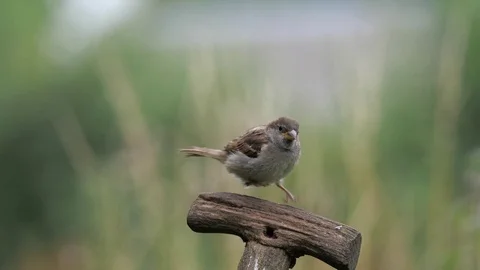 Tree sparrow Stock Footage 115974388
