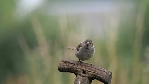 Tree sparrow Stock Footage 116487818